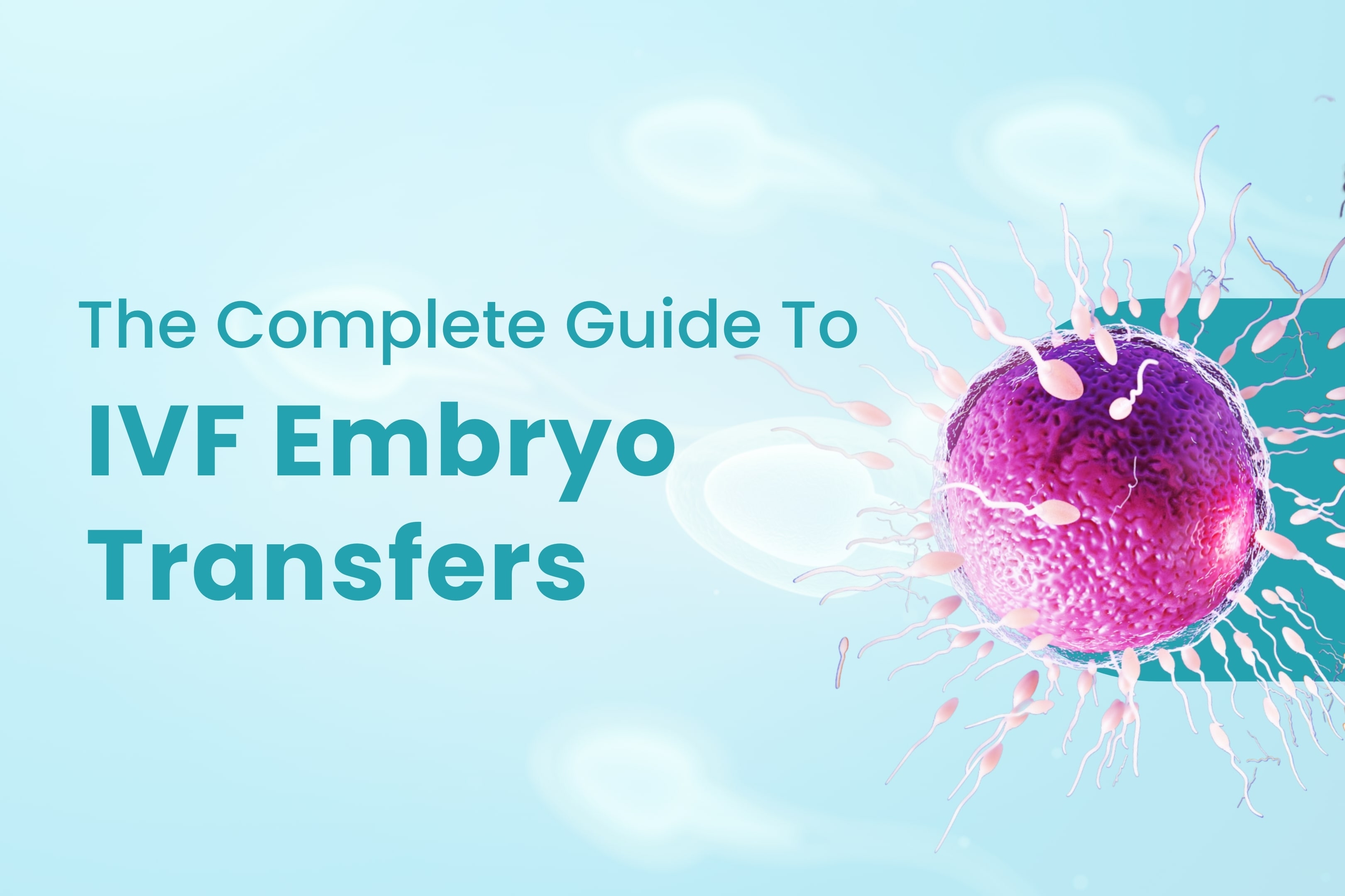 The Complete Guide To IVF Embryo Transfers